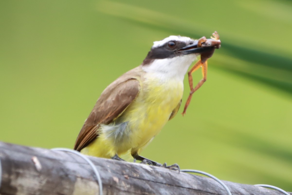 Tyran quiquivi - ML646793364