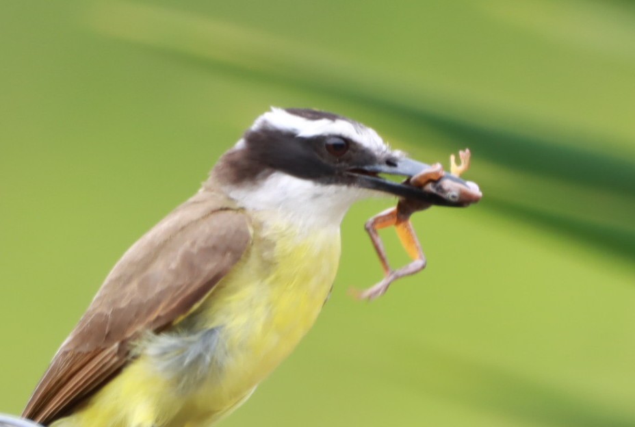 Tyran quiquivi - ML646793365