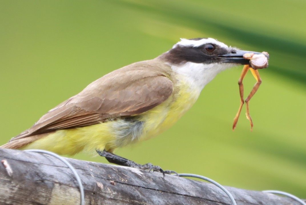 Tyran quiquivi - ML646793366