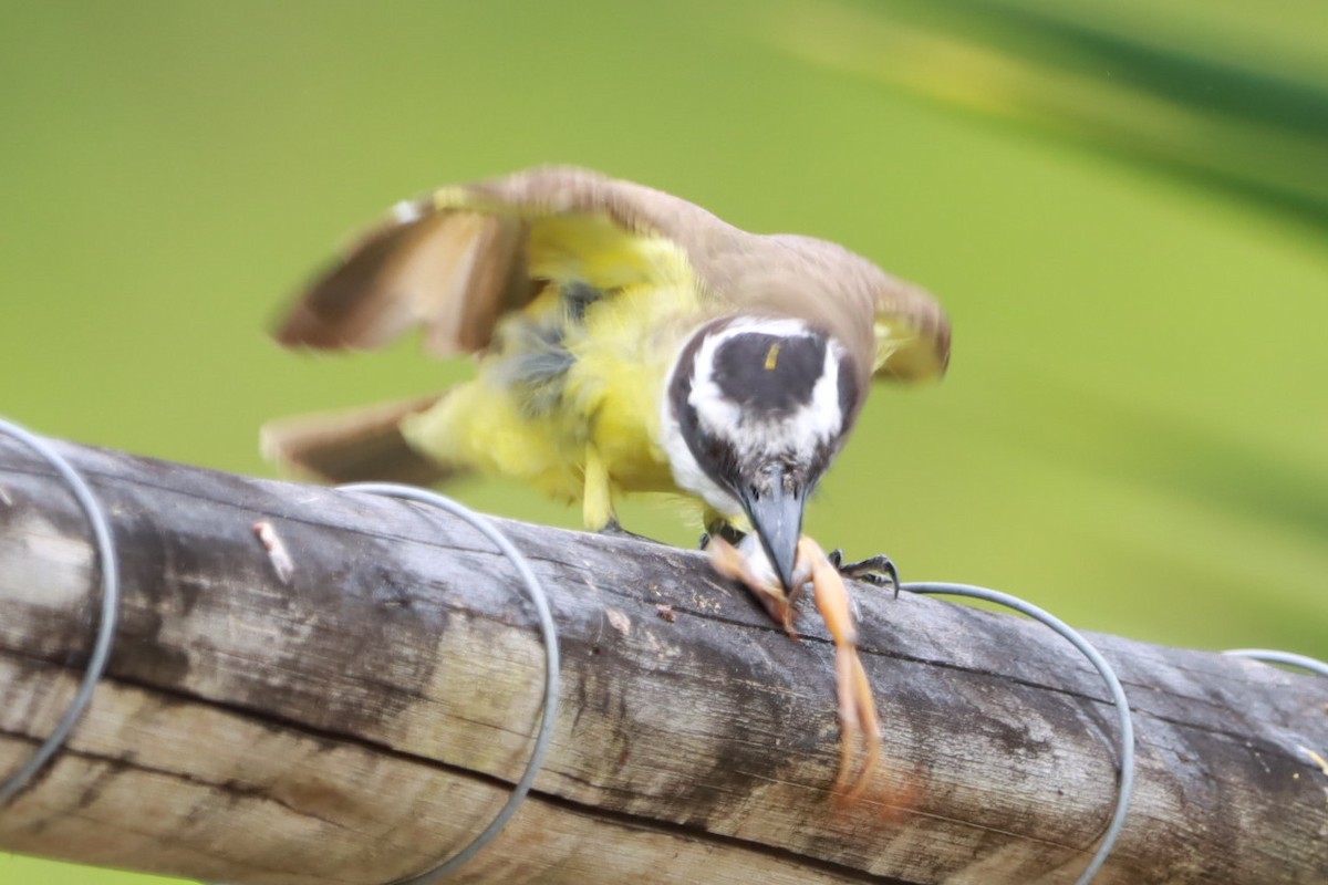 Tyran quiquivi - ML646793369