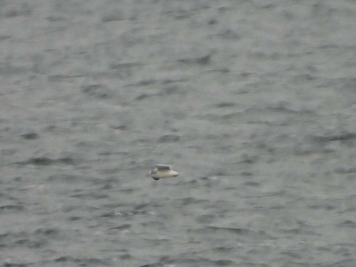 Mouette pygmée - ML646793370