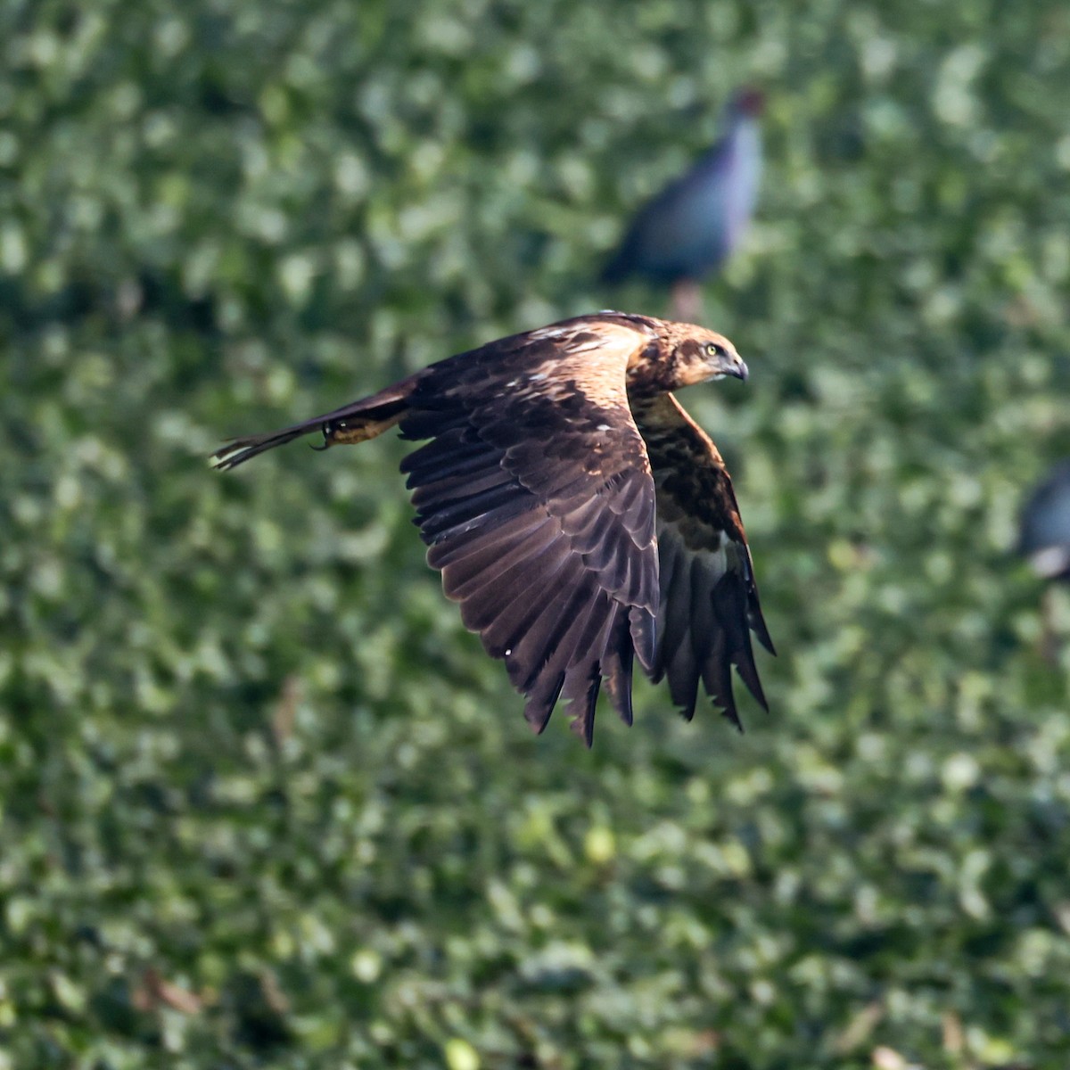 Busard des roseaux - ML646793371