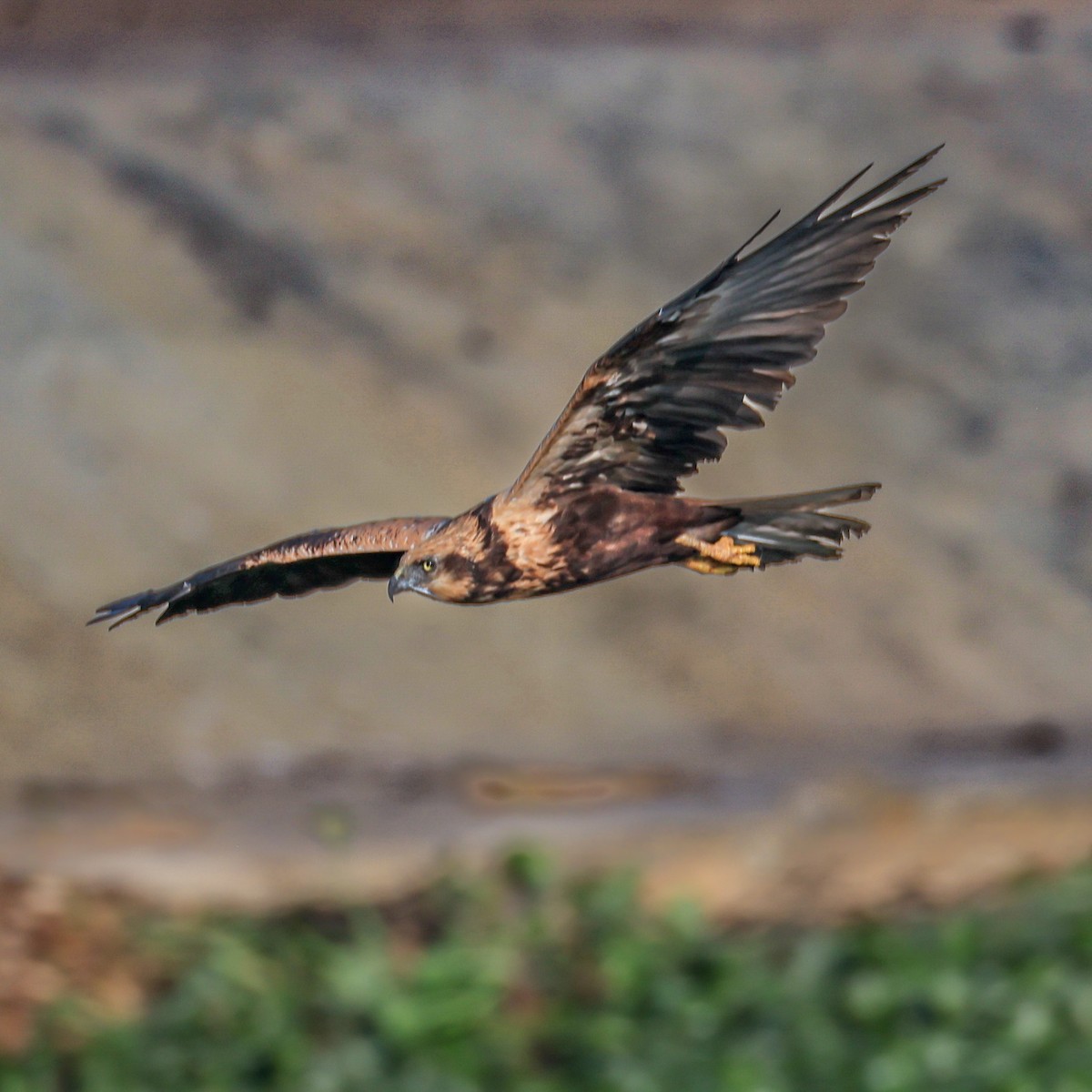 Busard des roseaux - ML646793372