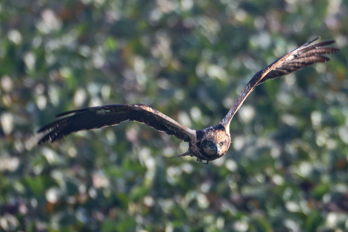 Busard des roseaux - ML646793373