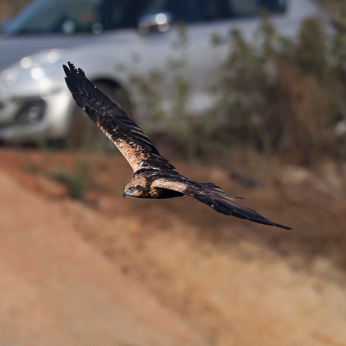 Busard des roseaux - ML646793374