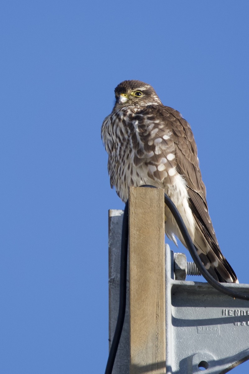 Faucon émerillon - ML646793375