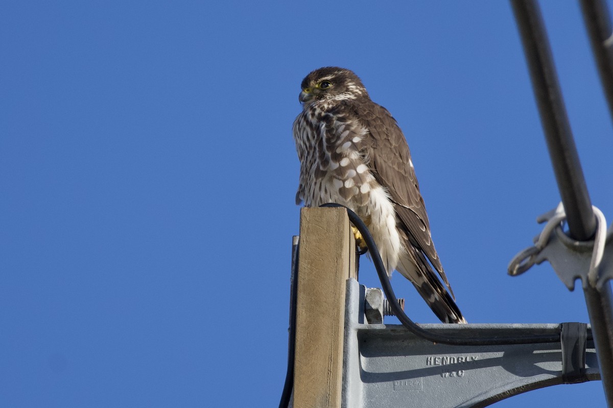 Faucon émerillon - ML646793377