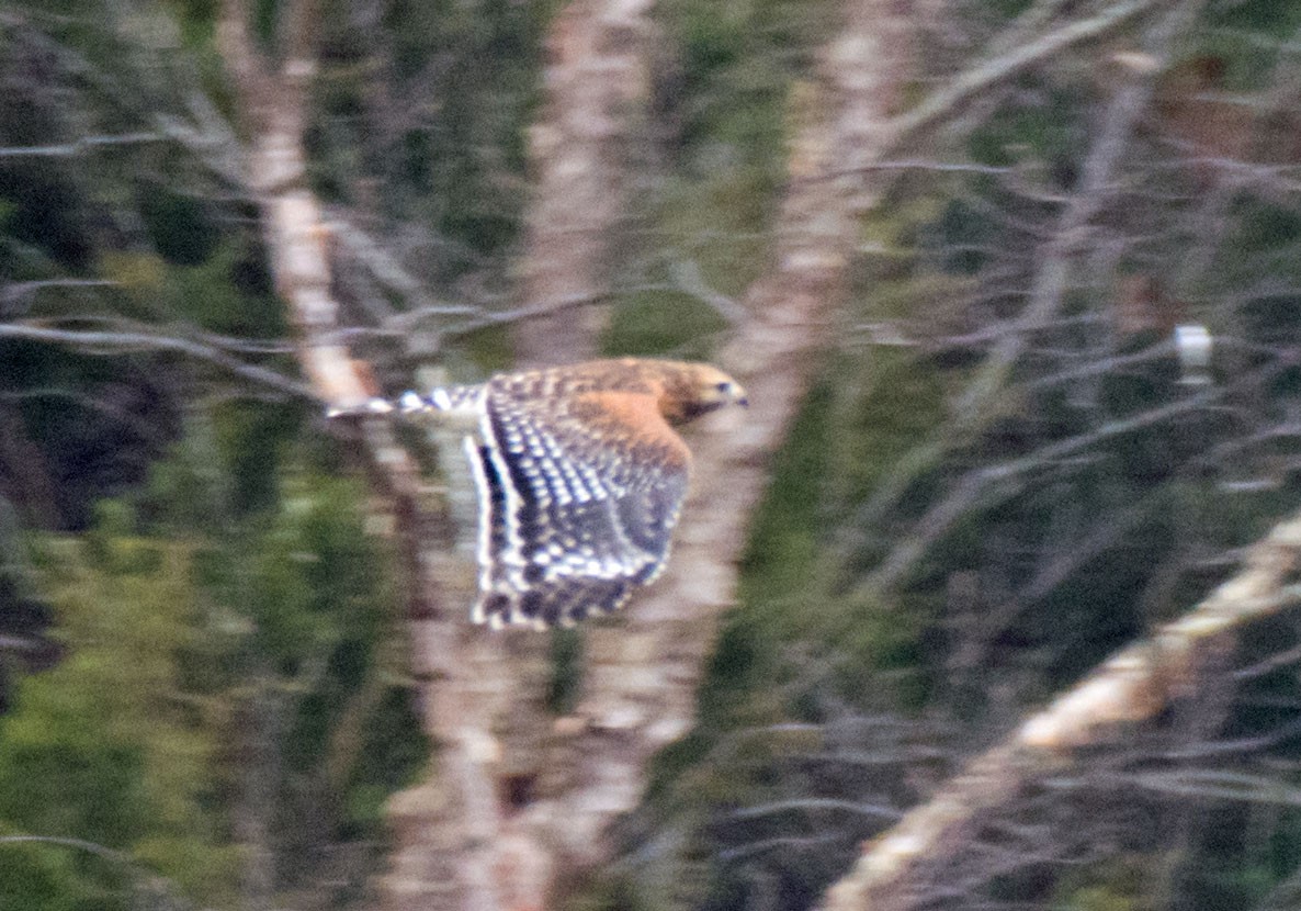 Buse à épaulettes - ML646793378