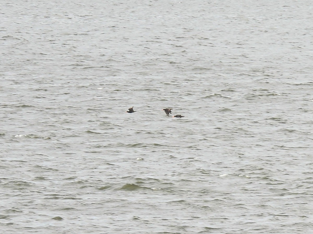 Huîtrier de Moquin - ML646793380