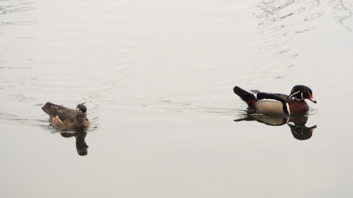 Canard branchu - ML646793381