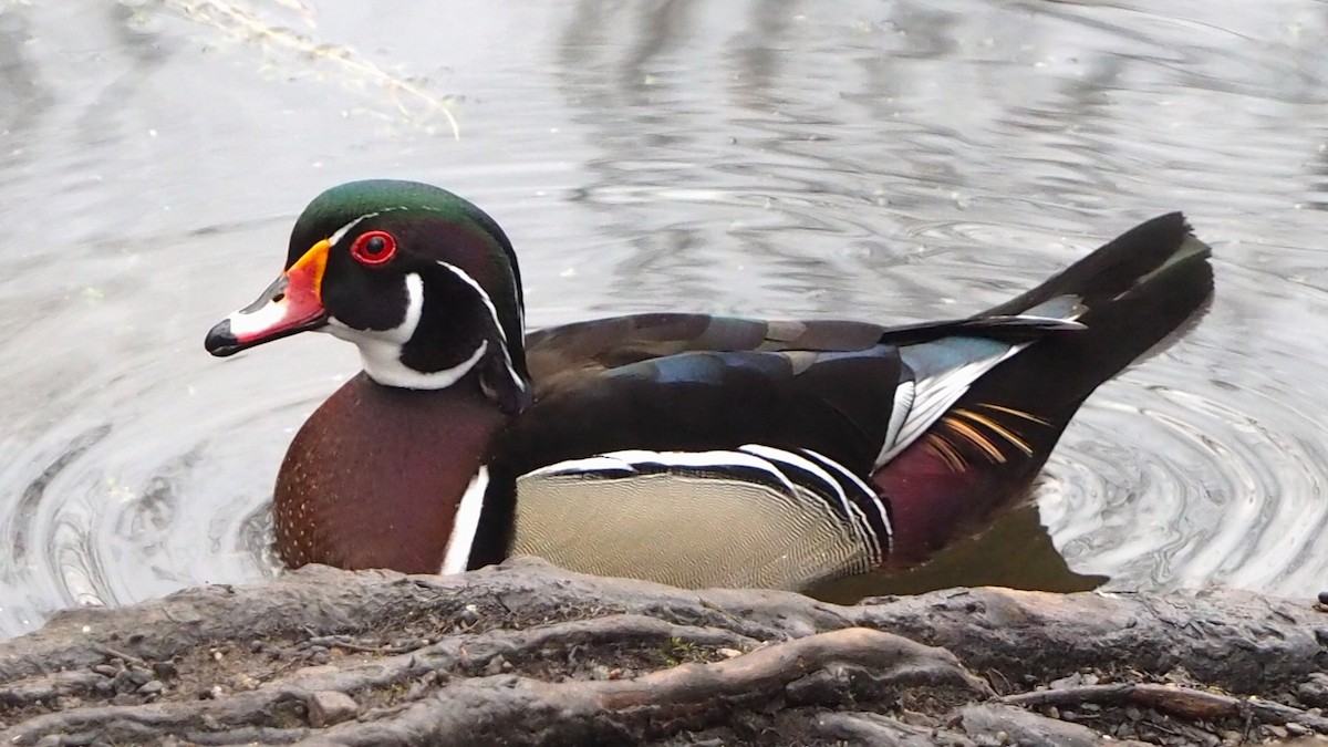 Canard branchu - ML646793382