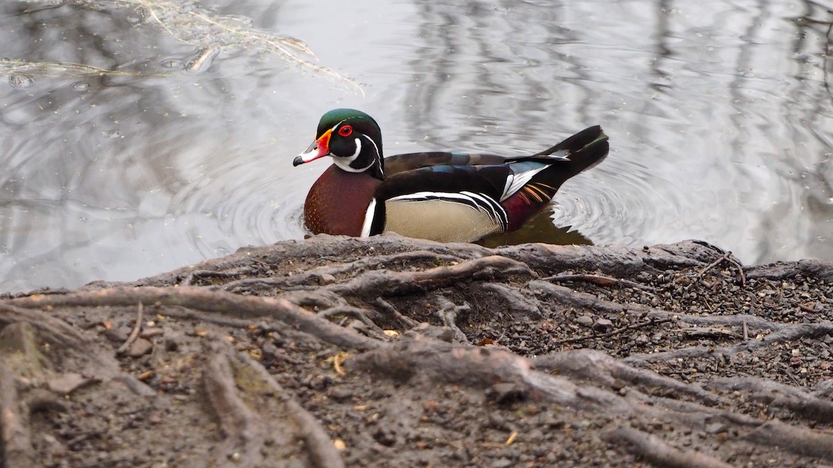 Canard branchu - ML646793383