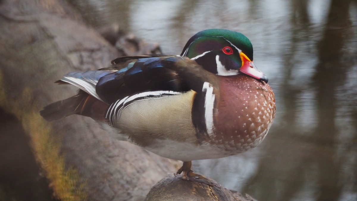 Canard branchu - ML646793384