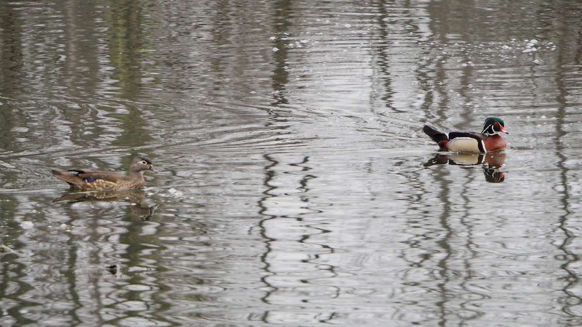 Canard branchu - ML646793385