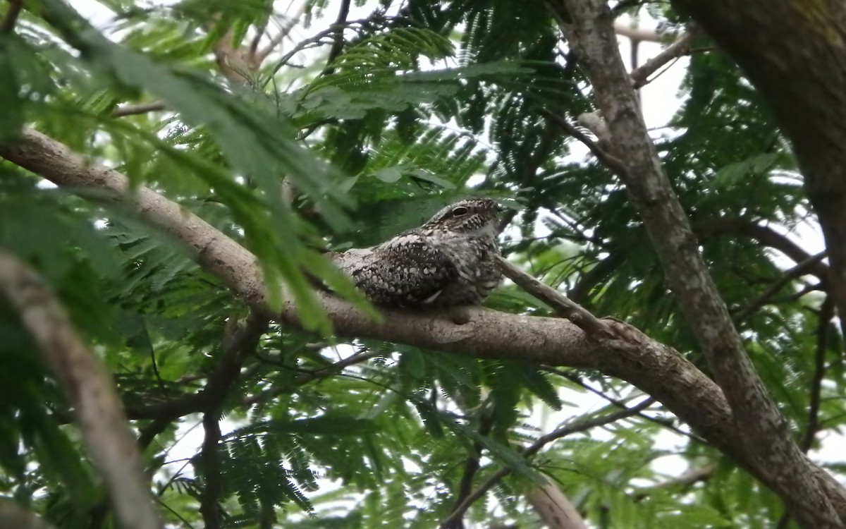 Engoulevent minime - ML646793386