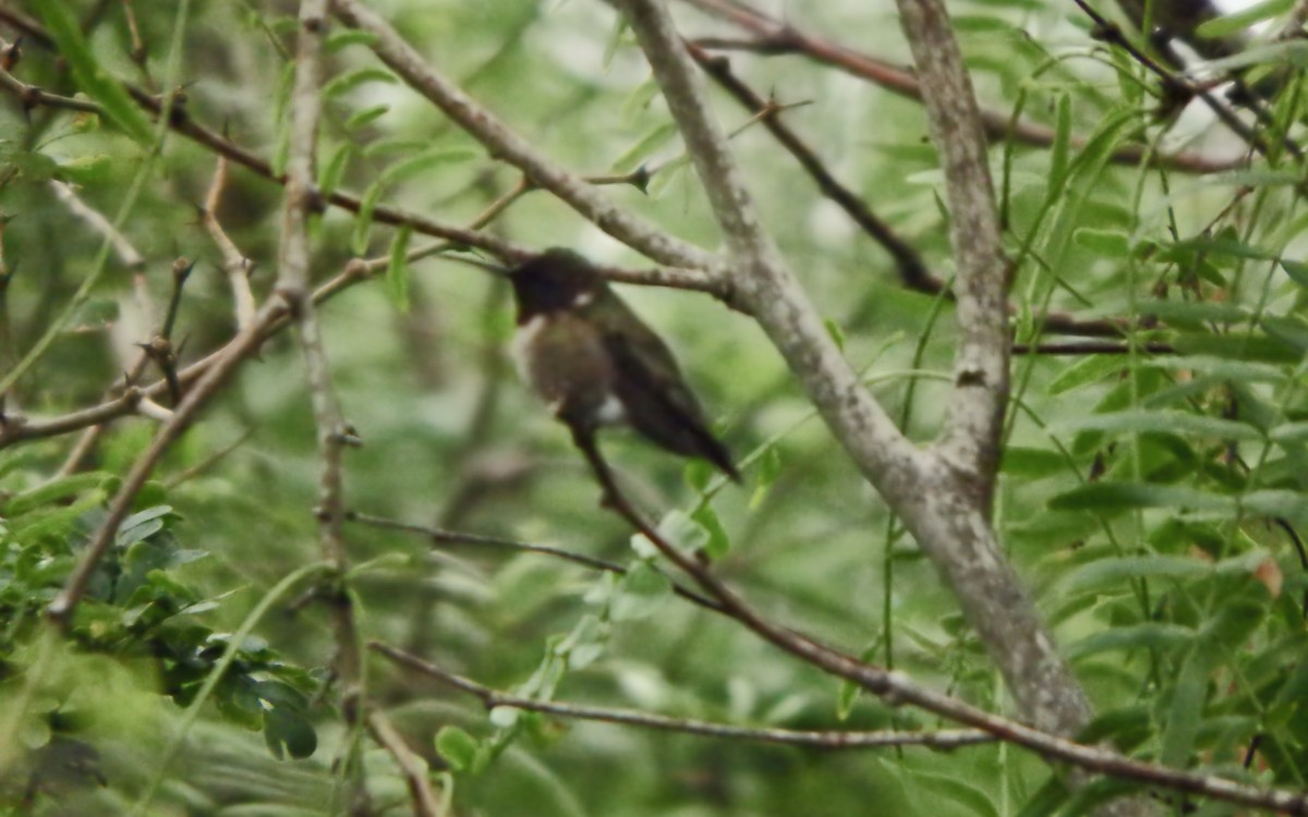 Colibri à gorge rubis - ML646793389