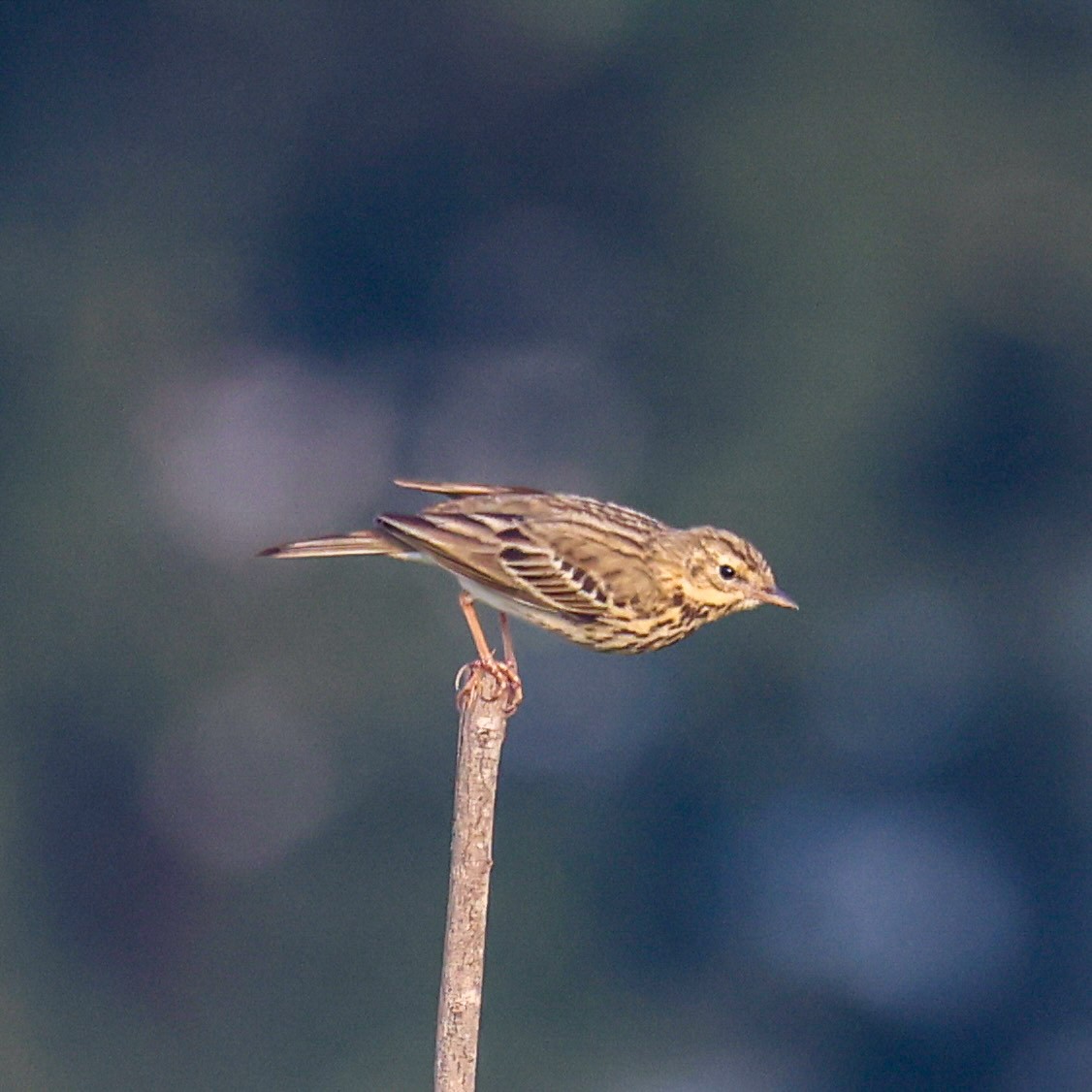 Pipit des arbres - ML646793390