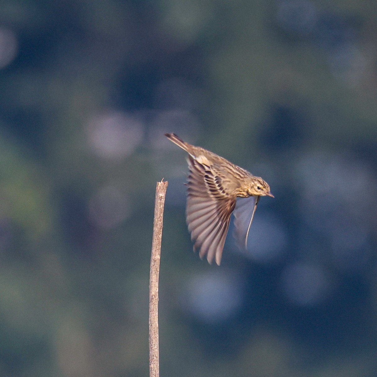 Pipit des arbres - ML646793391