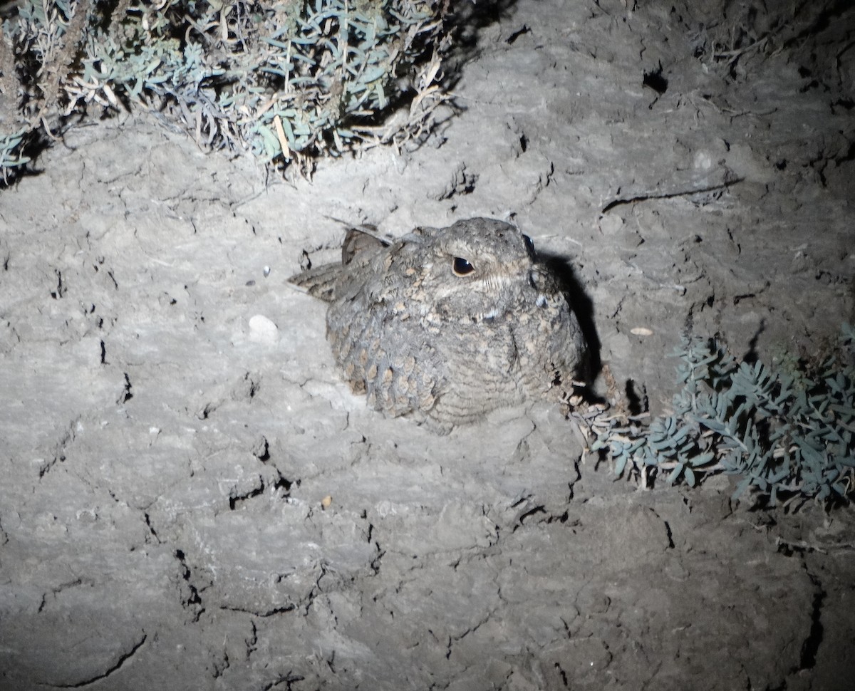 Engoulevent de Sykes - ML646793392