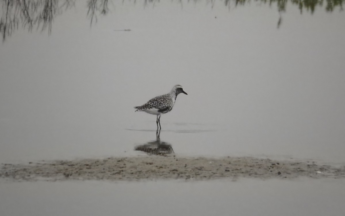 Pluvier argenté - ML646793393