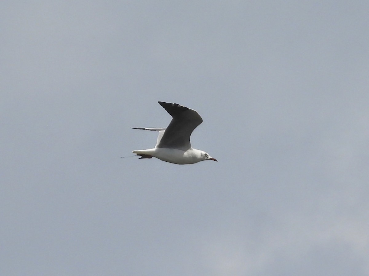 Mouette à tête grise - ML646793394
