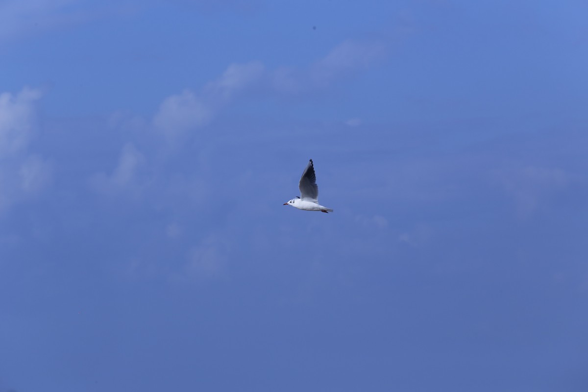 Black-headed Gull - ML646793397