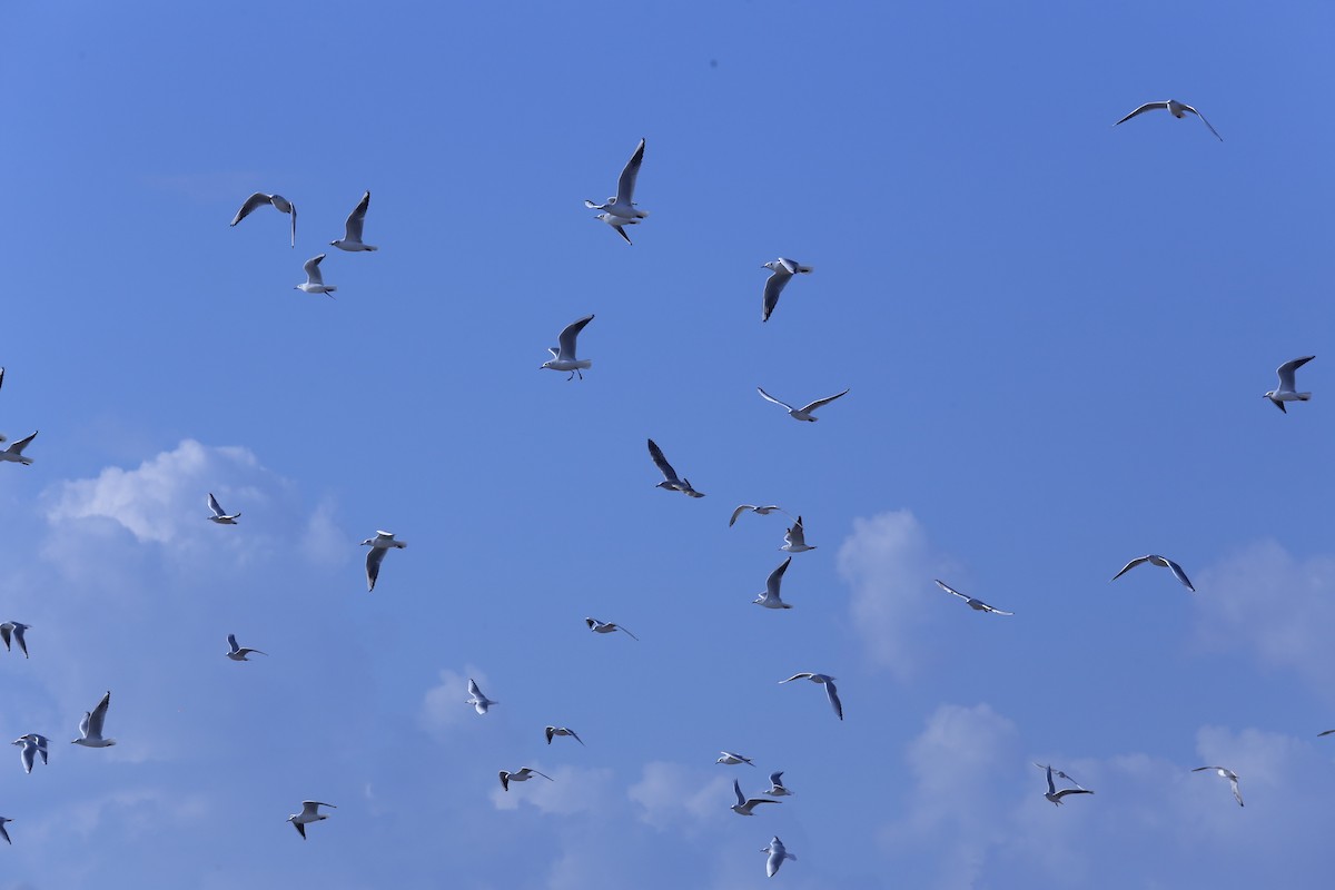Black-headed Gull - ML646793398