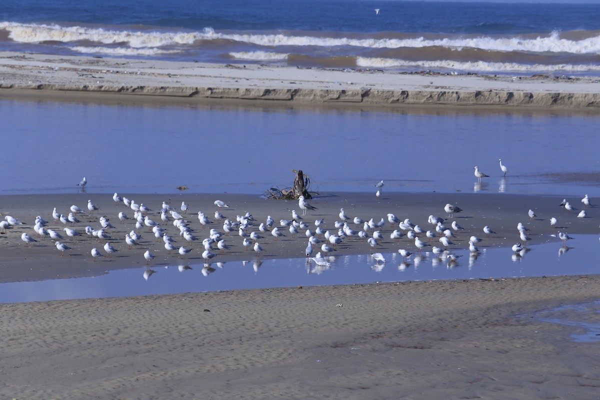Black-headed Gull - ML646793399