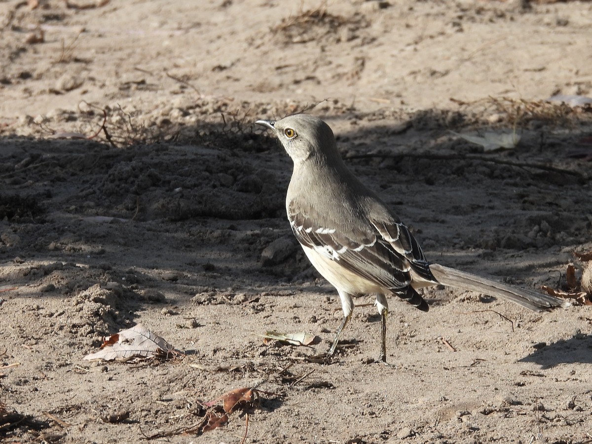 Northern Mockingbird - ML646793400