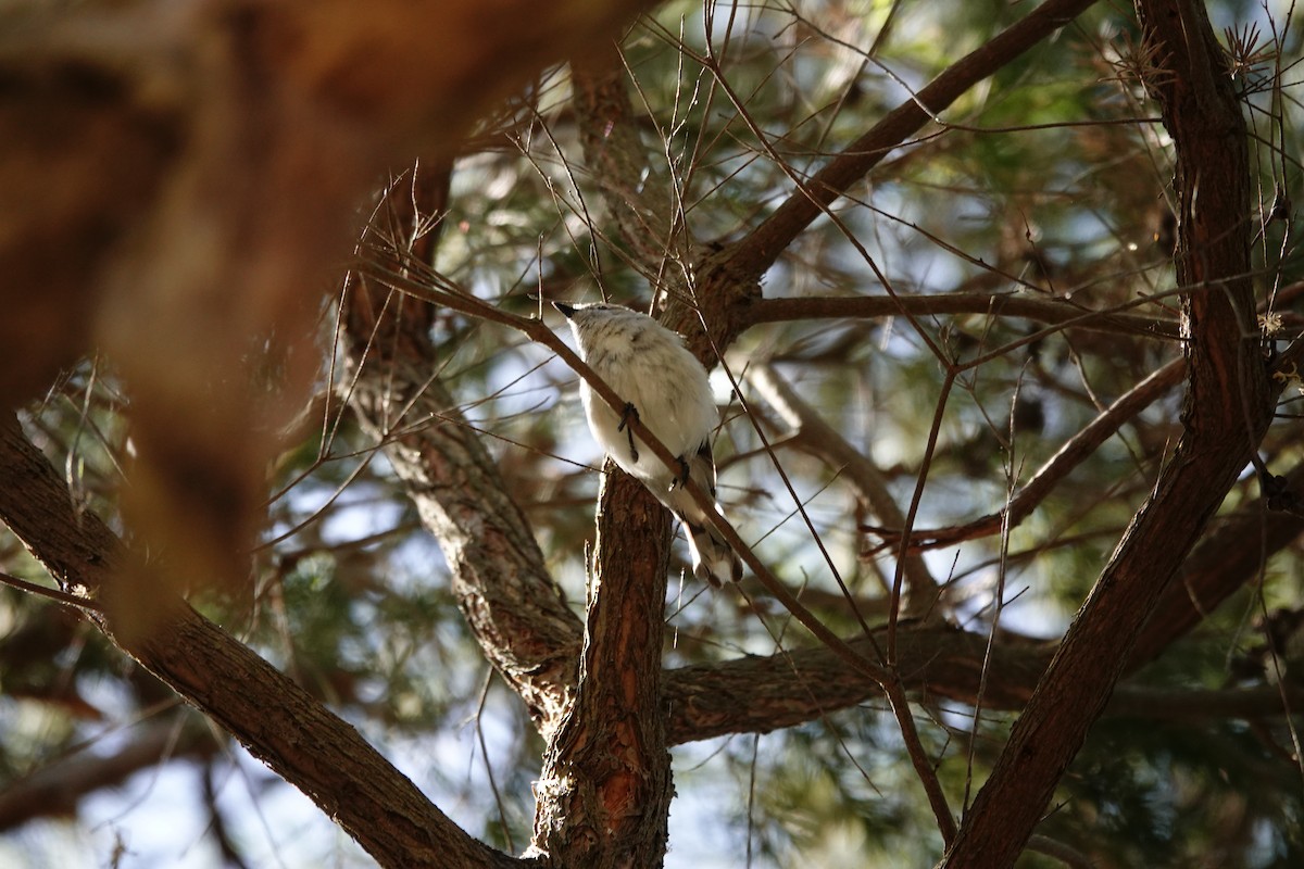 Western Gerygone - ML646793401