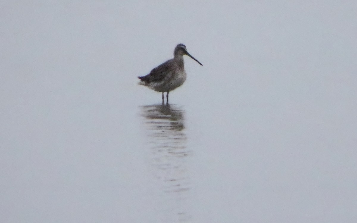 langnebbekkasinsnipe - ML646793402