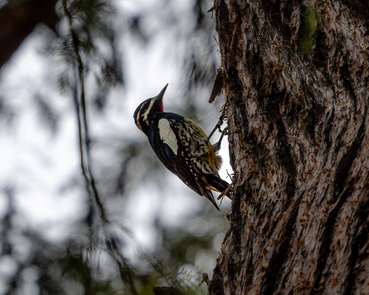 Williamson's Sapsucker - ML646793403