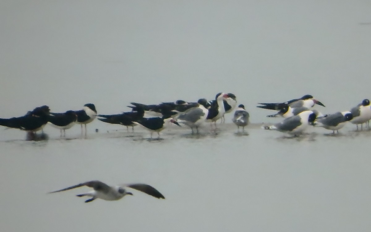 amerikasaksenebb - ML646793406