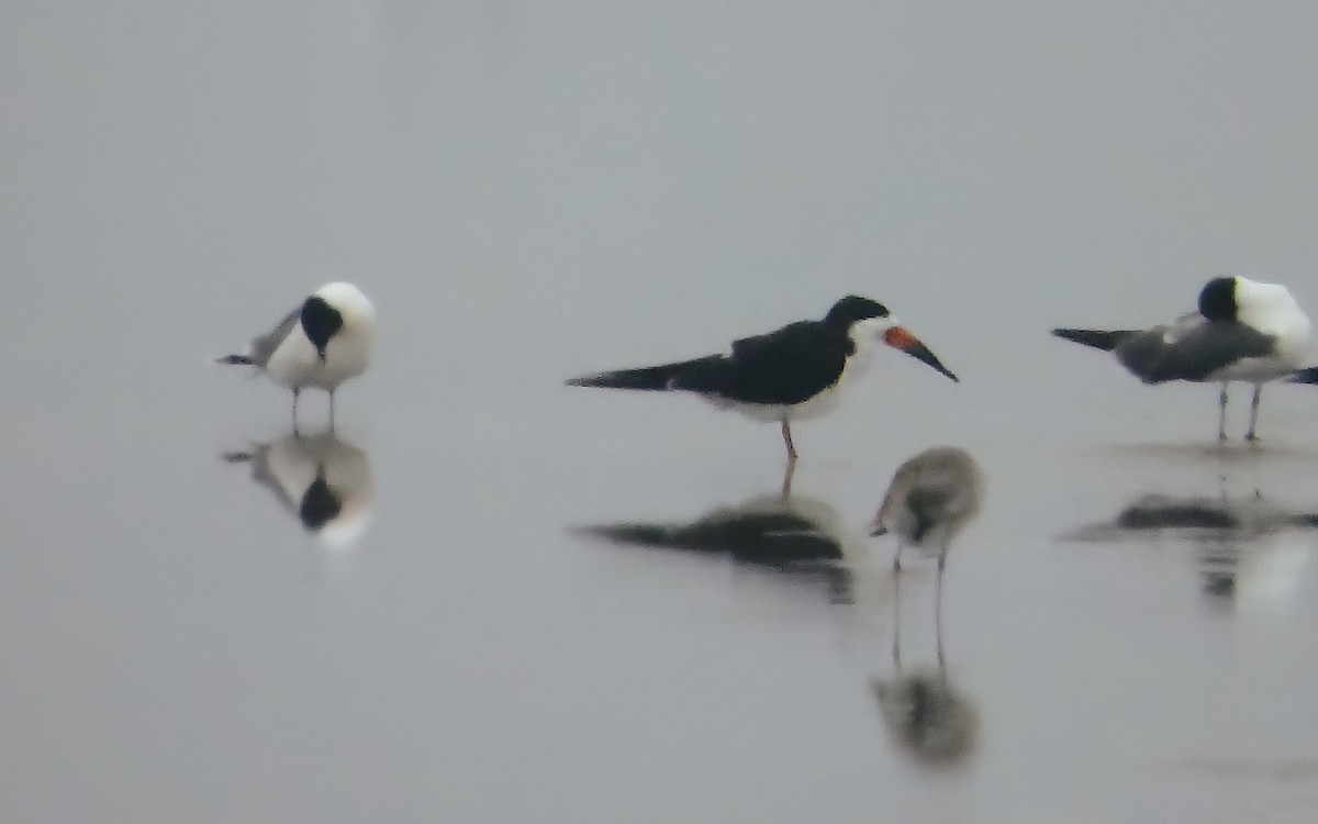 amerikasaksenebb - ML646793407