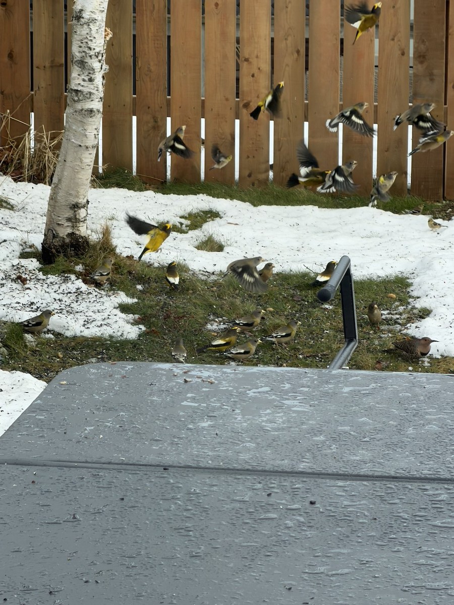 Evening Grosbeak - ML646793408