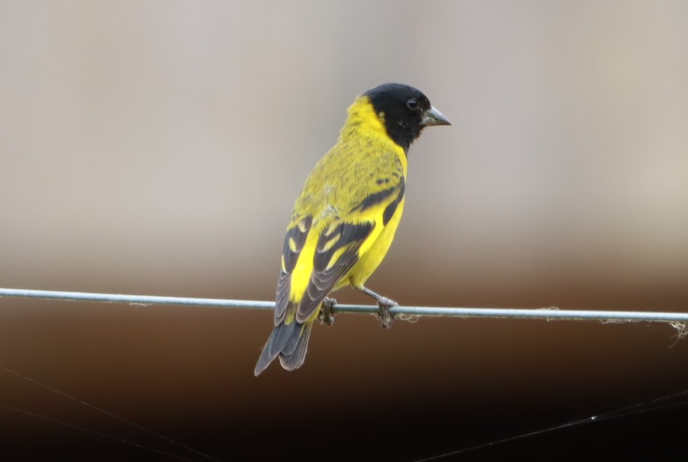 Hooded Siskin - ML646793425