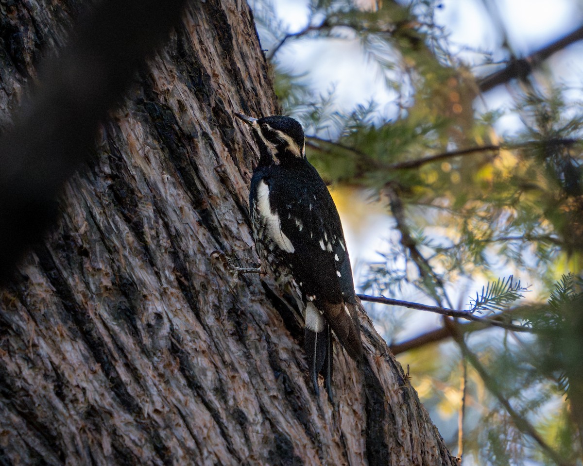 Williamson's Sapsucker - ML646793431