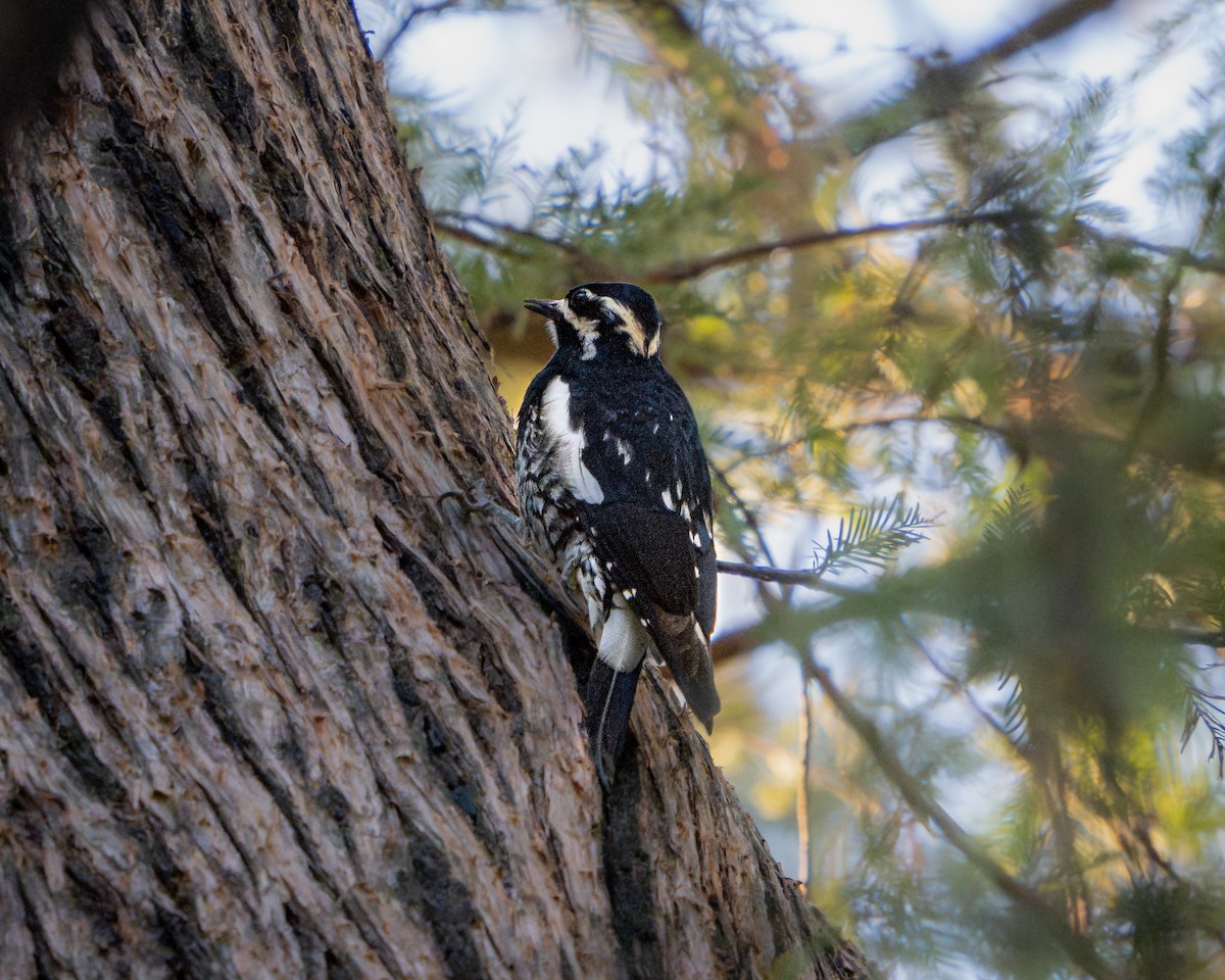 Williamson's Sapsucker - ML646793434