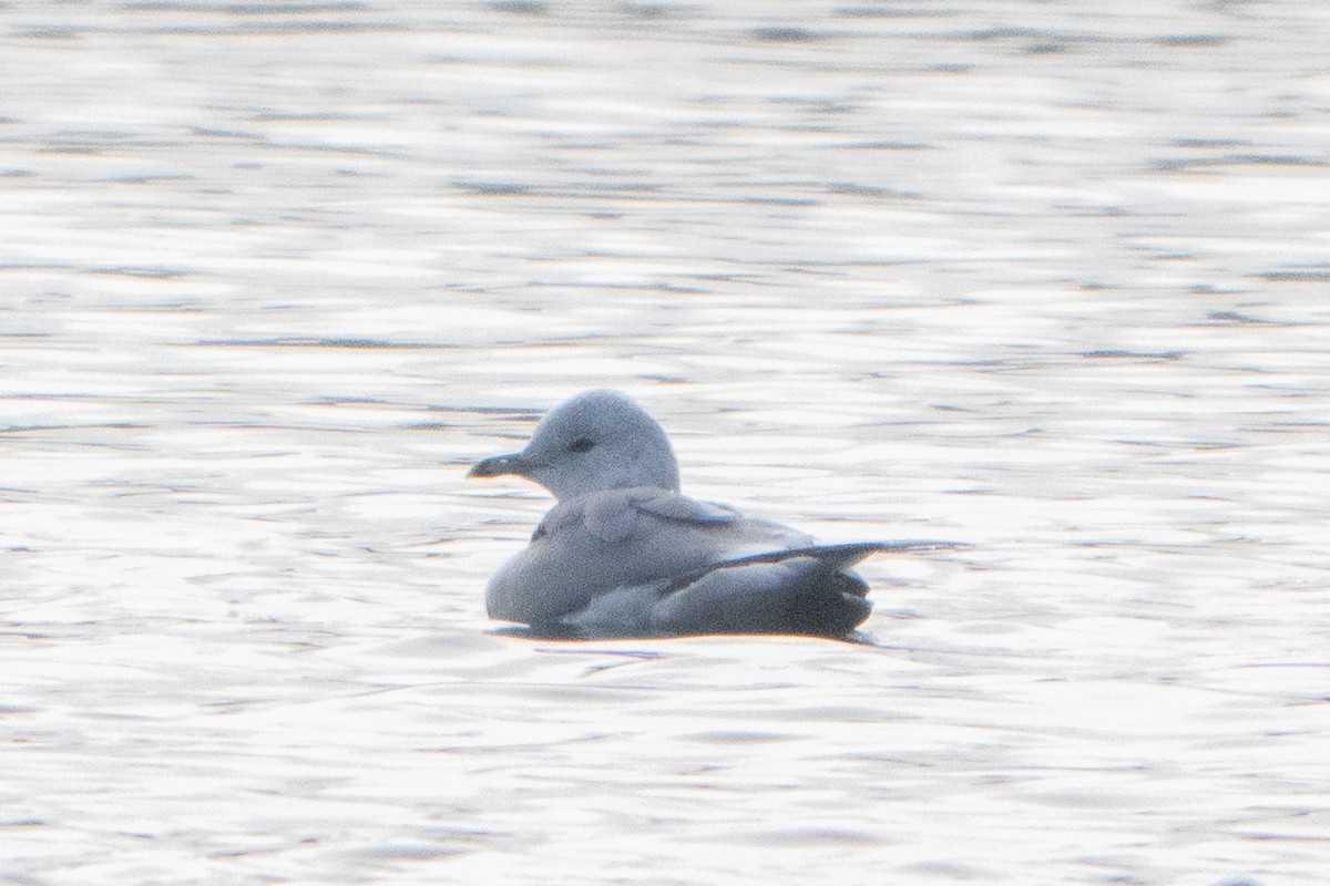 カモメ - ML646793436