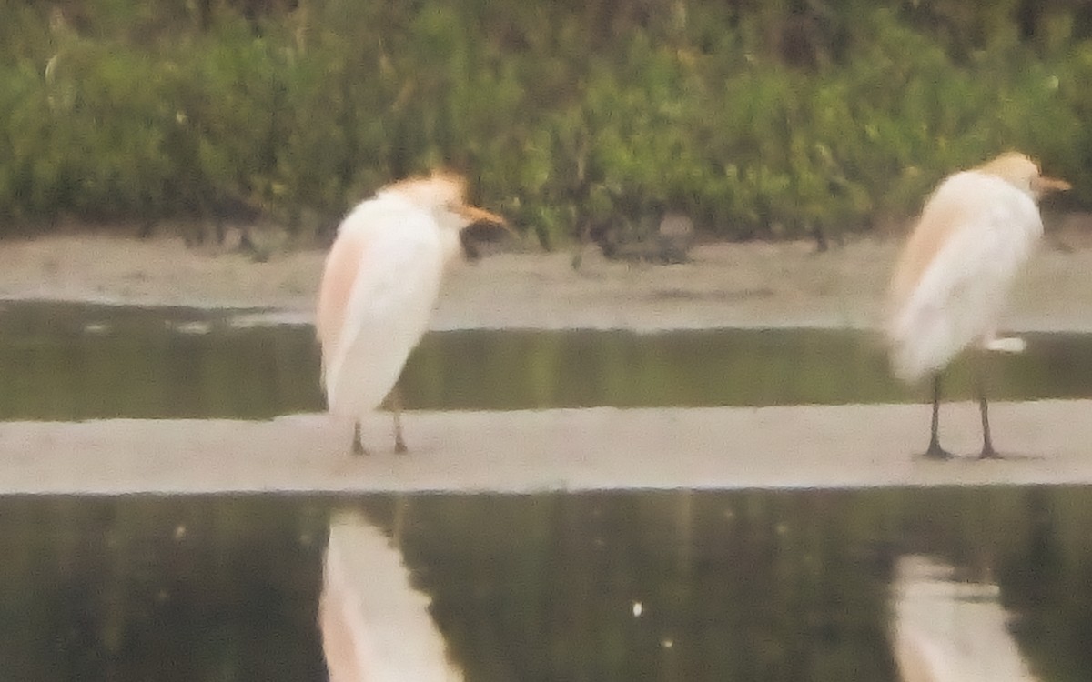 kuhegre - ML646793438