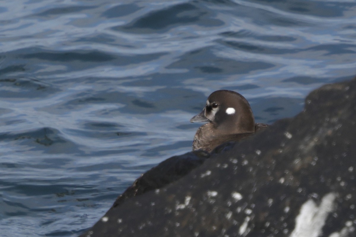 Harlequin Duck - ML646793440