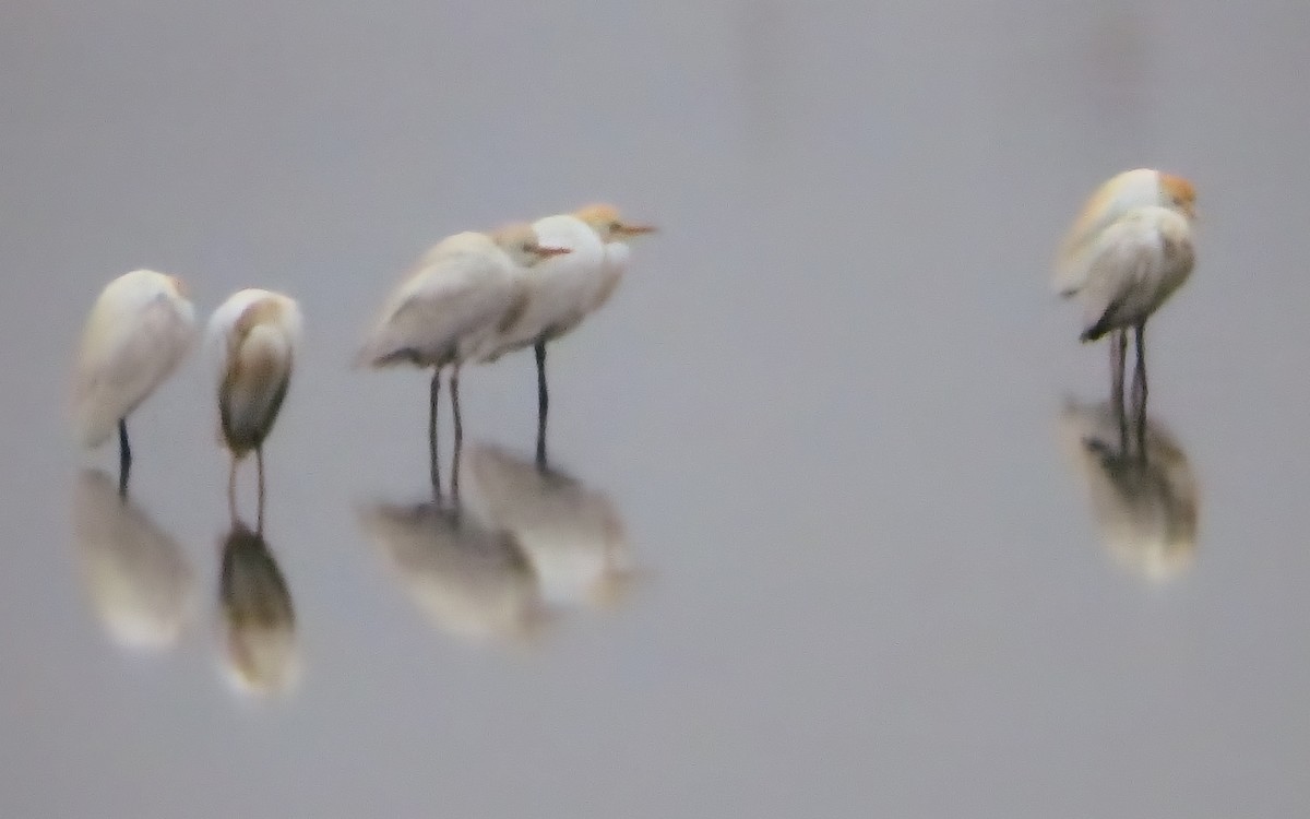 kuhegre - ML646793442