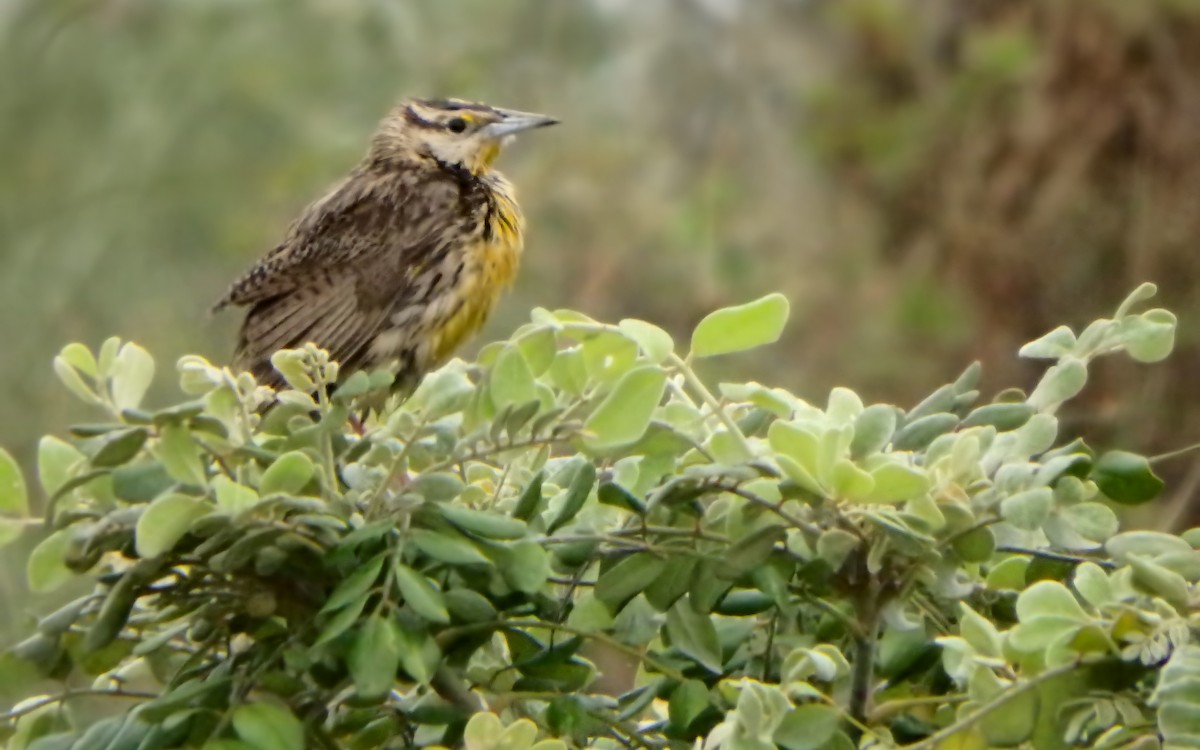 englerketrupial - ML646793447