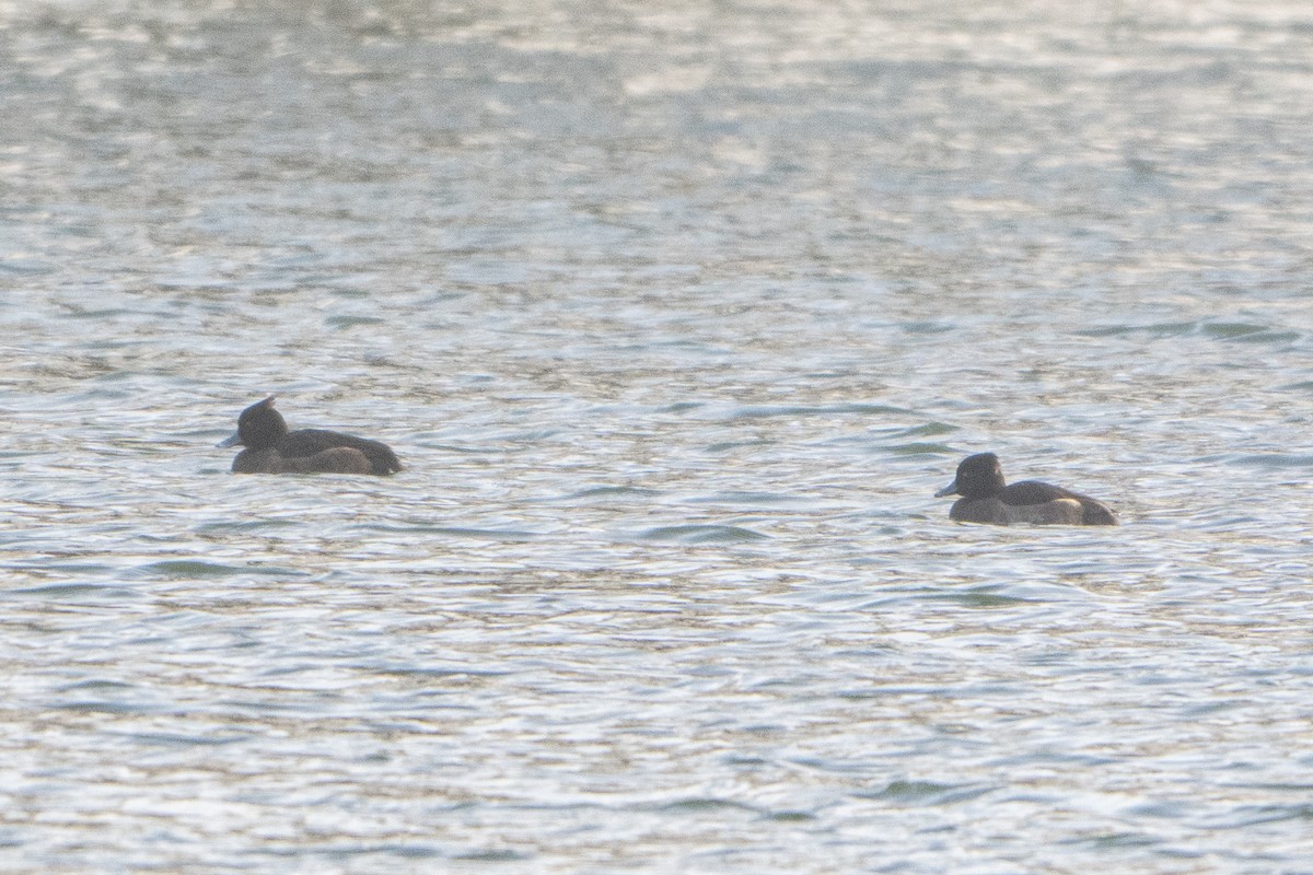 キンクロハジロ - ML646793448