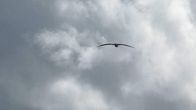 Laysan Albatrosu - ML646793449