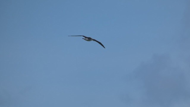 Laysan Albatrosu - ML646793450