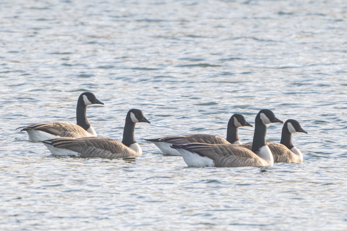 カナダガン - ML646793455