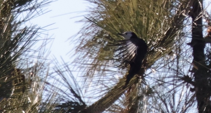 Pico Cabeciblanco - ML646793456