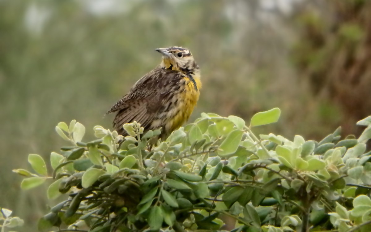 englerketrupial - ML646793457