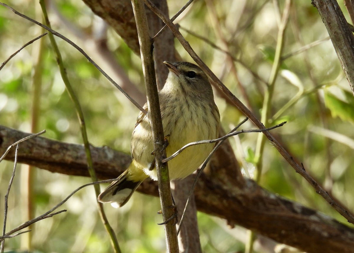 Palm Warbler - ML646793461